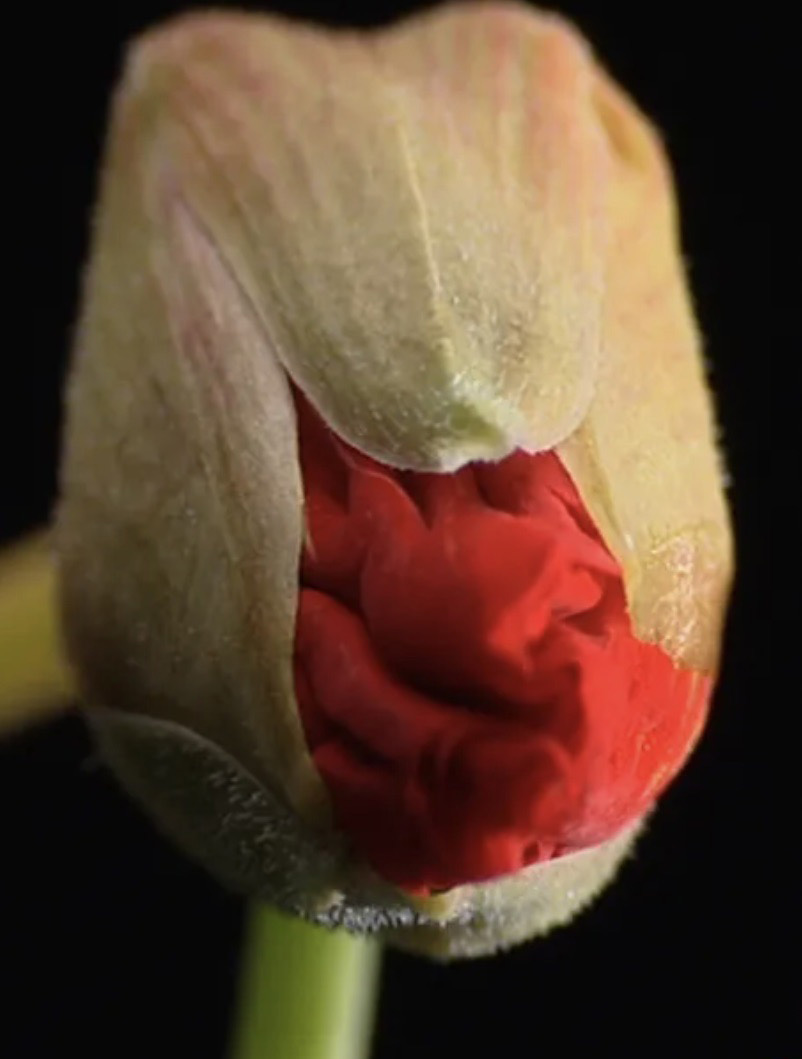 eternal mash image 3