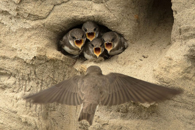 swallow_passage_list